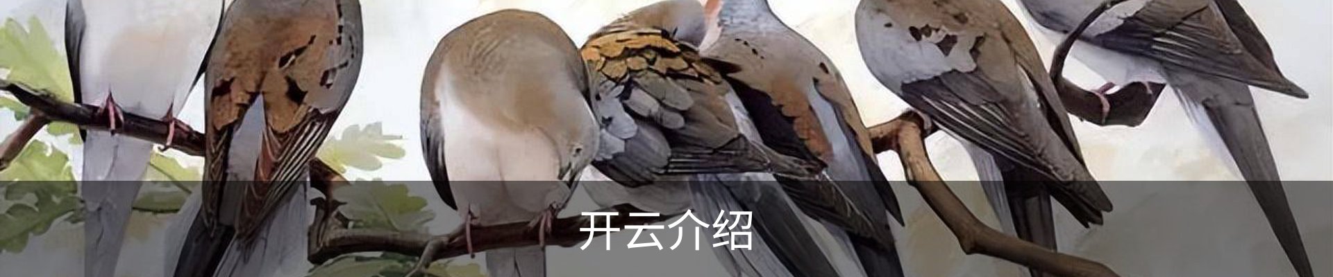 开云介绍